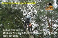 Leinad Tree Service image 2